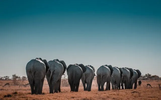 Herd of elephants walking across the South African bushveld